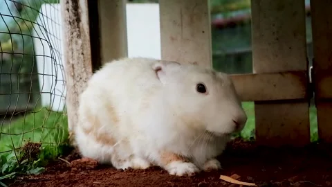 A beautiful white rabbit is under the rabbit cage Stock Footage 265789160