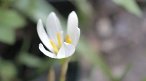 Beautiful White Rain Crocus Stock Footage 34406695