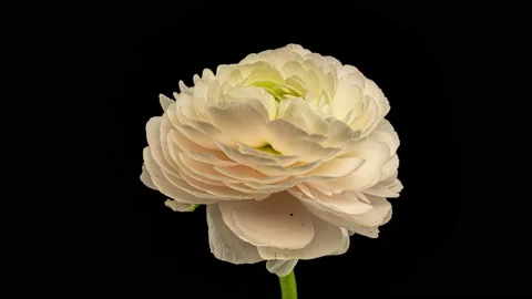 Beautiful white ranunculus blooming on black background. Blooming flower flower Stock Footage 167582122