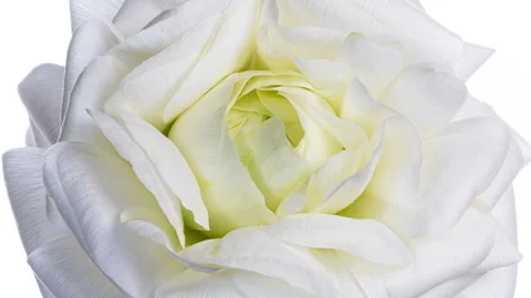 Beautiful White ranunculus flower background. Stock Footage 154966971