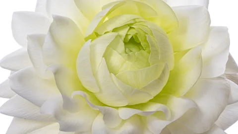 Beautiful White ranunculus flower background. Video stock 156030880