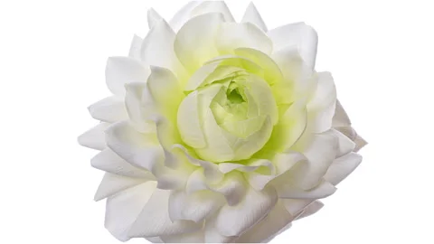 Beautiful White ranunculus flower background. Stock Footage 292858890