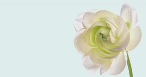 Beautiful white ranunculus flower opening on light background. Wedding Stock Footage 170595005