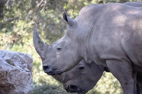 Beautiful white rhinos in a paddock Stock Photos