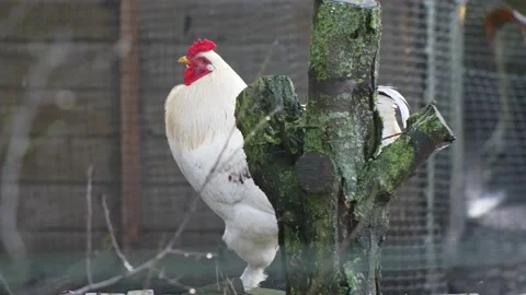 Beautiful white rooster with branches in the foreground. 스톡 동영상 147261973