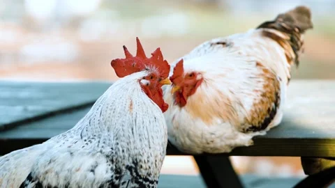 Beautiful white Rooster with red comb and yellow beak close up video. . Stock Footage 203947254