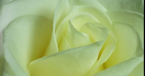 Beautiful white Rose Flower background. Blooming rose flower open, time lapse Stock Footage 144644380