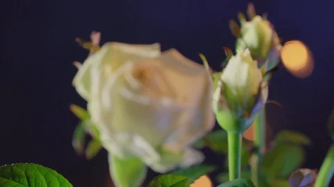 Beautiful white rose flowers on a dark background 库存影片 126249953