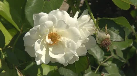 Beautiful white rose Stock Footage 10125554