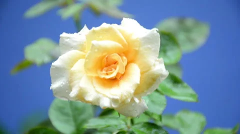 Beautiful White Rose In The Rain Video stock 67773825