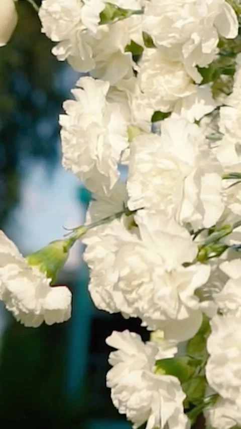 Beautiful white roses and eustoma flowers. Decor and floristry. Stock Footage 321930395