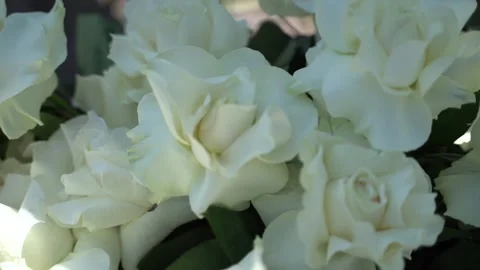 Beautiful white roses close-up. Stock Footage 342993255