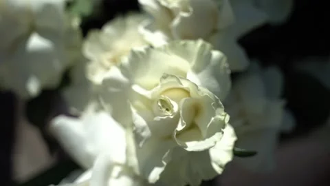 Beautiful white roses close-up. Stock Footage 342993256