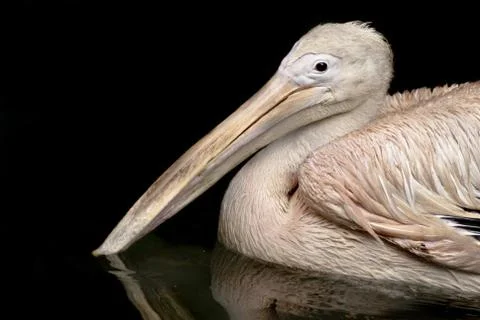 Beautiful white rosy Pelican Stock Photos