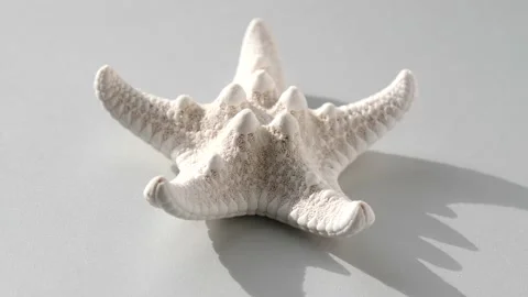 A beautiful white sea five-pointed star lies on a white background and spins Stock Footage 152385505