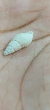 Beautiful White seashell in hand Stock Photos