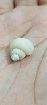 Beautiful White seashell in hand Stock Photos