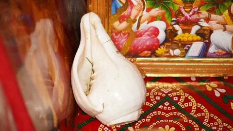 Beautiful white shell image hd. Stock Photos