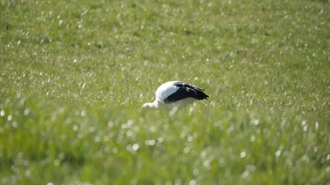 Beautiful white single stork on a open green field, searching for food, slow Stock Footage 171264966
