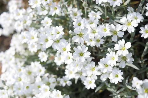 Beautiful white snow-in-summer flowers outdoors, closeup view Stock Photos