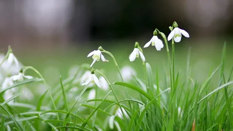 Beautiful white snowdrops in full bloom in forest Stock Footage 316849354