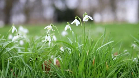 Beautiful white snowdrops in full bloom in forest Stock Footage 316849359