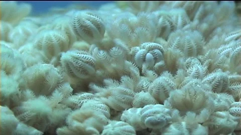 Beautiful White Soft Corals, Colonies, Macro Shot Stock Footage 299958573