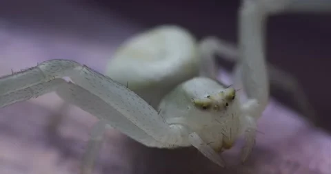 Beautiful white spider on a purple flower. Stock Footage 155195479