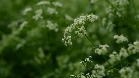 Beautiful white spring flowers during lockdown in 4k Vídeo Stock 129557183