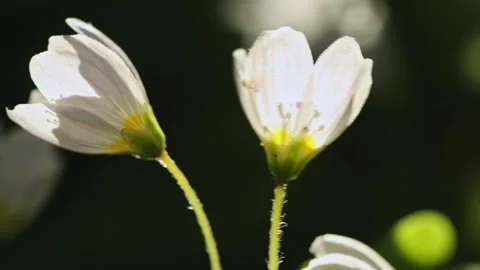 Beautiful white spring forest flowers primroses anemone swaying in the light Stock Footage 306863551