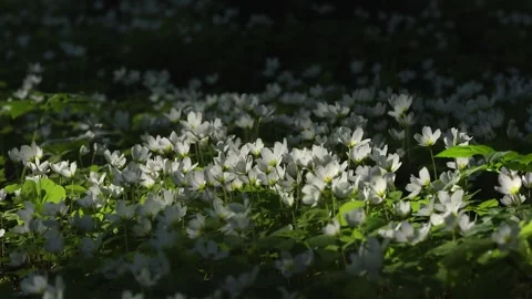 Beautiful white spring forest flowers primroses anemone swaying in the wind Stock Footage 306863609