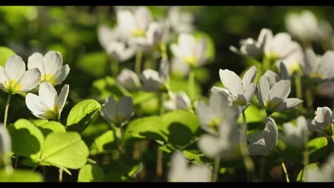 Beautiful white spring forest flowers primroses anemone swaying in the wind Stock Footage 306863613