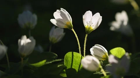 Beautiful white spring forest flowers primroses anemone swaying in the wind Stock Footage 306863615