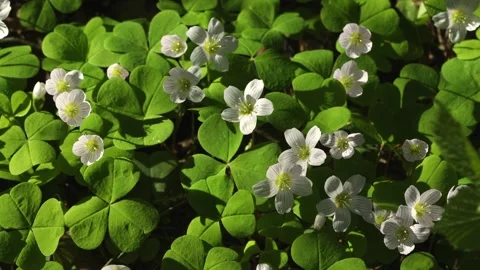 Beautiful white spring forest flowers primroses anemone swaying in the wind Stock Footage 306863681