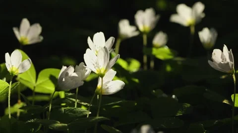 Beautiful white spring forest flowers primroses anemone swaying in the wind Stock Footage 306863801