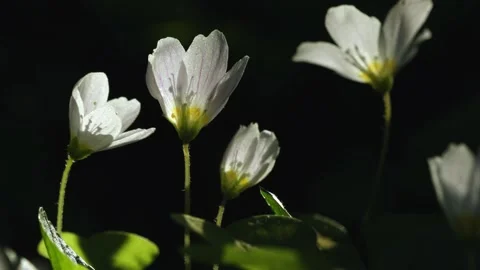 Beautiful white spring forest flowers primroses anemone swaying in the wind Stock Footage 306863918