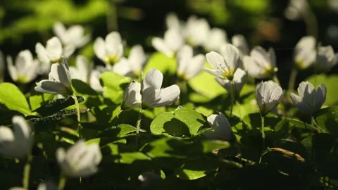 Beautiful white spring forest flowers primroses anemone swaying in the wind Stock Footage 306864204