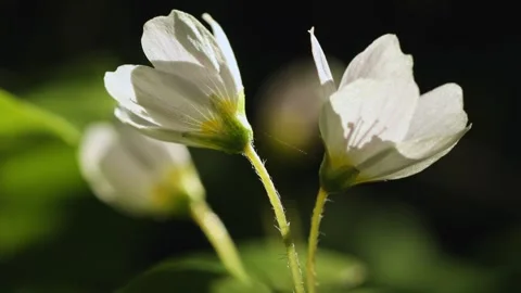 Beautiful white spring forest flowers primroses anemone swaying in the wind Stock Footage 306864248