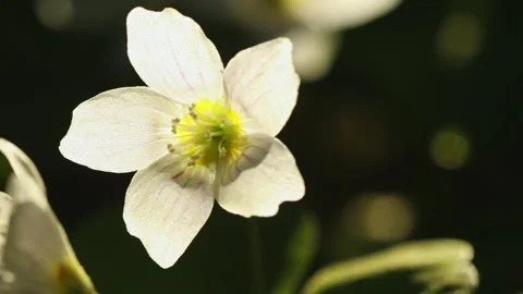Beautiful white spring forest flowers primroses anemone swaying in the wind Stock Footage 306864249