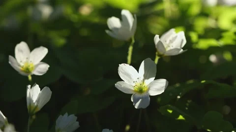 Beautiful white spring forest flowers primroses anemone swaying in the wind Stock Footage 306864338