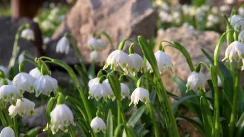 Beautiful White spring snowflake flowers blooming  in the forest Stock Footage 304006531