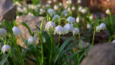Beautiful White spring snowflake flowers blooming  in the forest Stock Footage 304006533