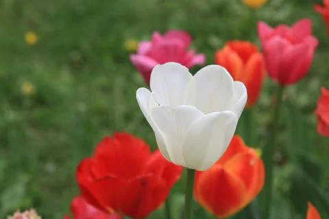 Beautiful white spring tulip on a background of bright scenic tulips and grass Stock Photos