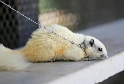 Beautiful white squirrel Stock Photos