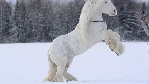 Beautiful white stallion Stock Footage 105446438