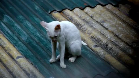 Beautiful white stray cat scratching, licking, and self grooming Stock Footage 283482461