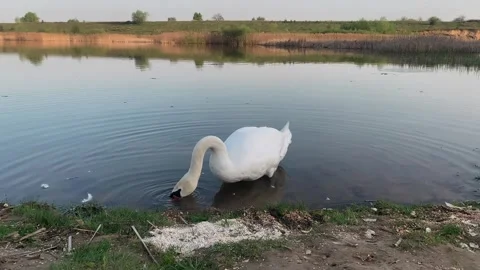 Beautiful white swan eats and drinks water standing in water Stock Footage 308003576