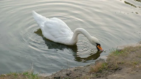 Beautiful white swan eats grass and drinks clean water. Video stock 88344146