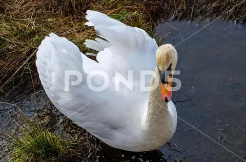 Beautiful White Swan Exploring for Food Near Edge of Loch in Scotland Stock Photos