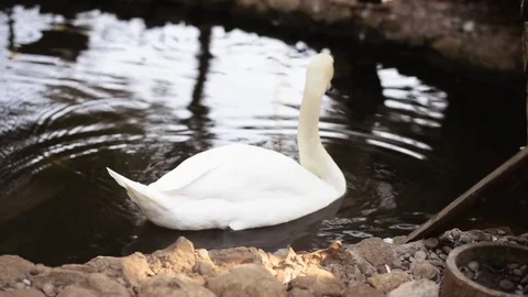 Beautiful white swan swimming alone in the lake Stock Footage 120825341
